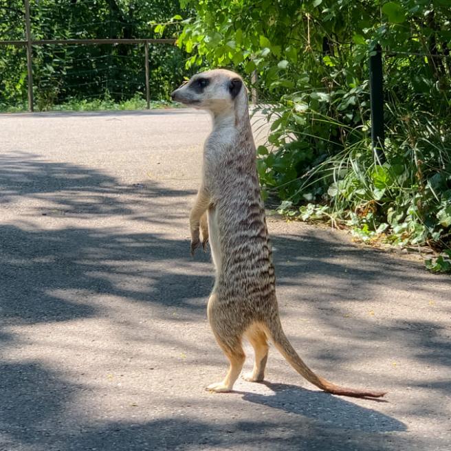 Bild von einem Erdmännchen